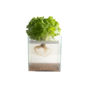 Lechuga crespa
