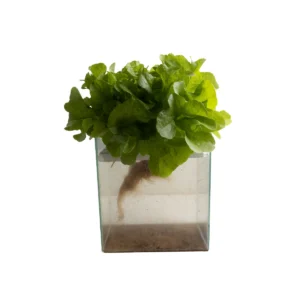 Lechuga de hoja de roble