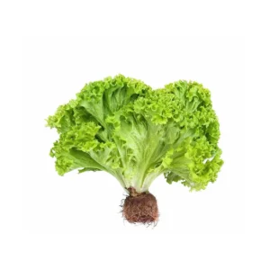 LECHUGA AMERICANA
