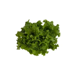 LECHUGA CRESPA VERDE - SEMILLAS PELETIZADAS