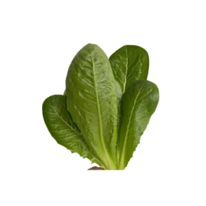 LECHUGA ROMANA