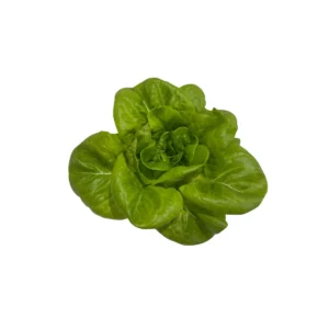 LECHUGA SEDA - SEMILLA PELETIZADAS